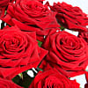 20 Luxury Red Roses