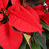 Poinsettia Plant