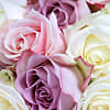 20 Luxury Pastel Roses