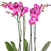 Pink Orchid Planter