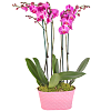 Pink Orchid Planter