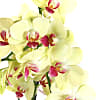 Yellow Orchid Planter