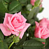 Pink Rose Planter