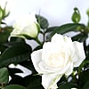 White Pot Rose