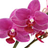 Midi Orchid