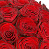 Mass of Red Roses 