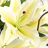 White Lily Bouquet