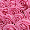 20 Luxury Pink Roses
