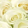 20 Luxury White Roses - Deluxe