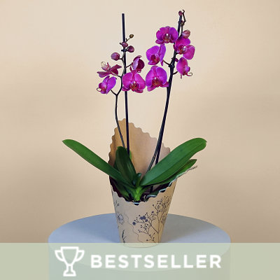 Pink Phalaenopsis Orchid - Flowers