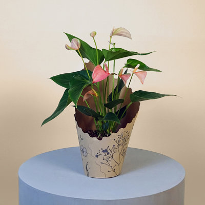 Pink Anthurium - Flowers