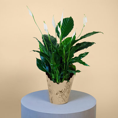 Large Peace Lily - Flowers