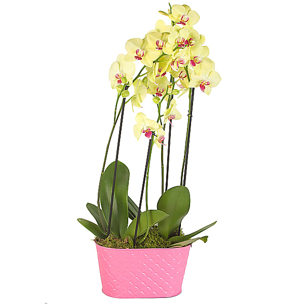 Yellow Orchid Planter