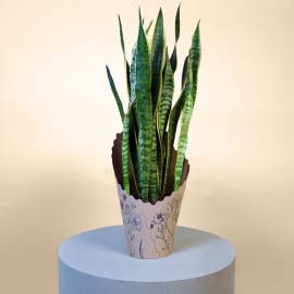 Sansevieria Plant