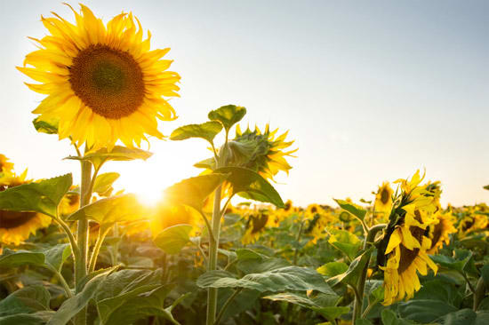 sunflowers