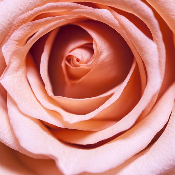 pink rose