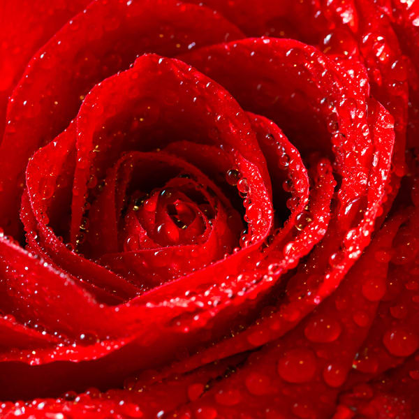 red rose