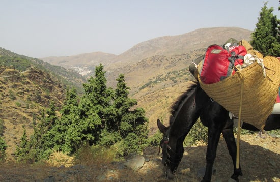 Mule Grazing in the Sierra Nevada