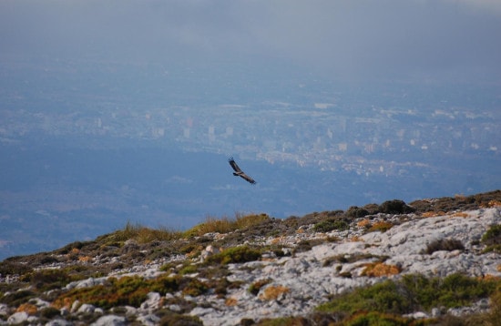 Wildlife in Mallorca