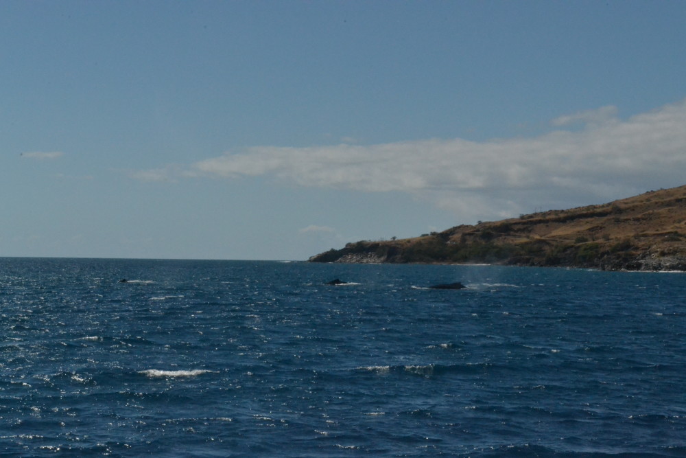 Humpback Whales