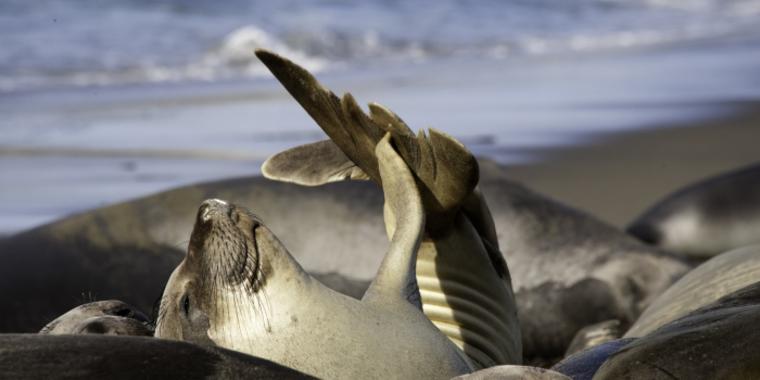 elephant seals