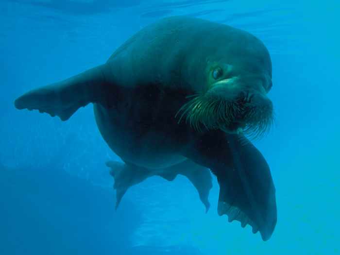 Aquarium du Québec