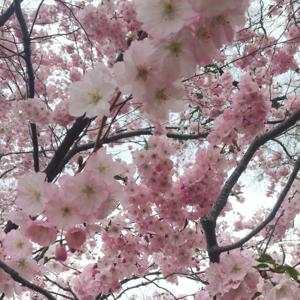 Cherry Blossoms | Olbrich