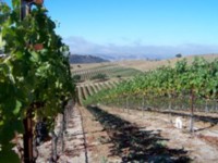 Vino V Wines