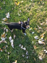 Black Hill Dog Park logo thumbnail
