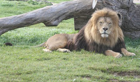 african lion safari