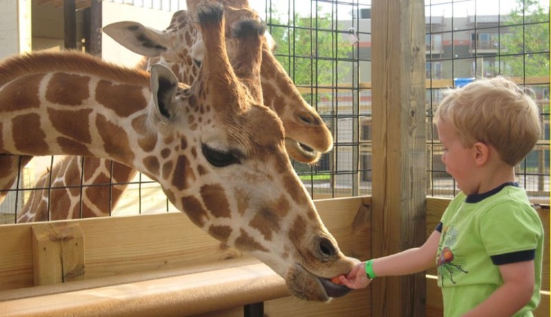 Giraffe Pack