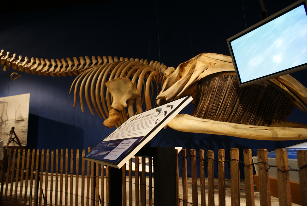 New York State Museum Albany, NY