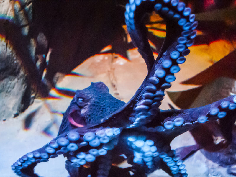 The Loveland Living Aquarium Draper, UT 84020 Salt Lake City