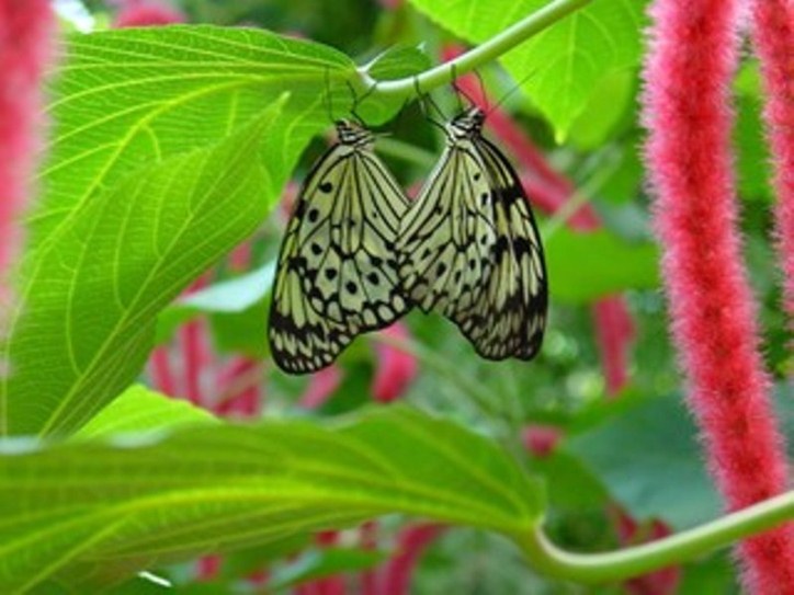 Butterfly Gardens, Victoria Brentwood Bay, BC V8M 1J5 Tourism Victoria