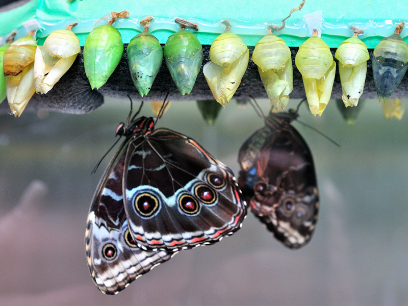Butterfly Gardens, Victoria Brentwood Bay, BC V8M 1J5 Tourism Victoria