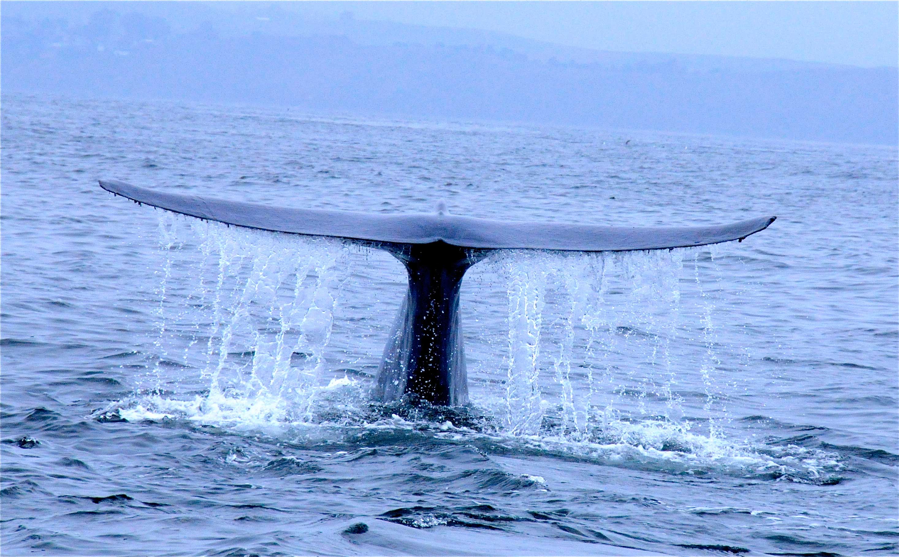 Whale Watching On Monterey Bay