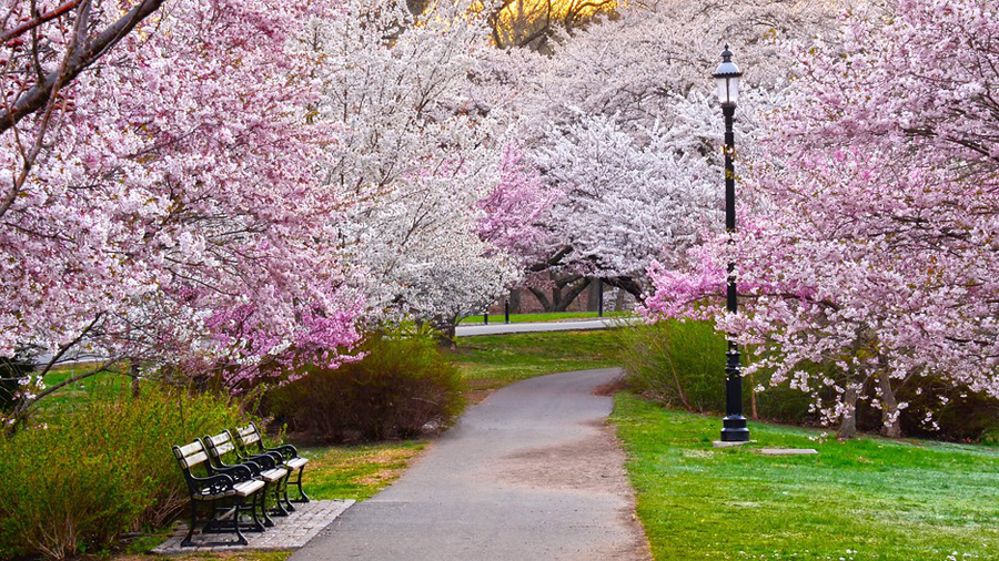 Cherry Blossoms (5 things) 900x506