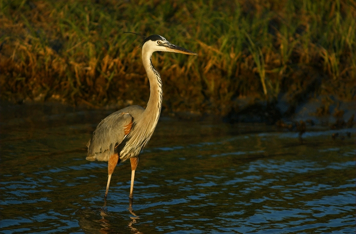 Birding in Beaumont, Texas