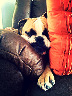 Chef Anie's loyal companion, Kevin.