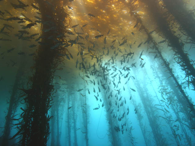 Image result for monterey bay national marine sanctuary kelp