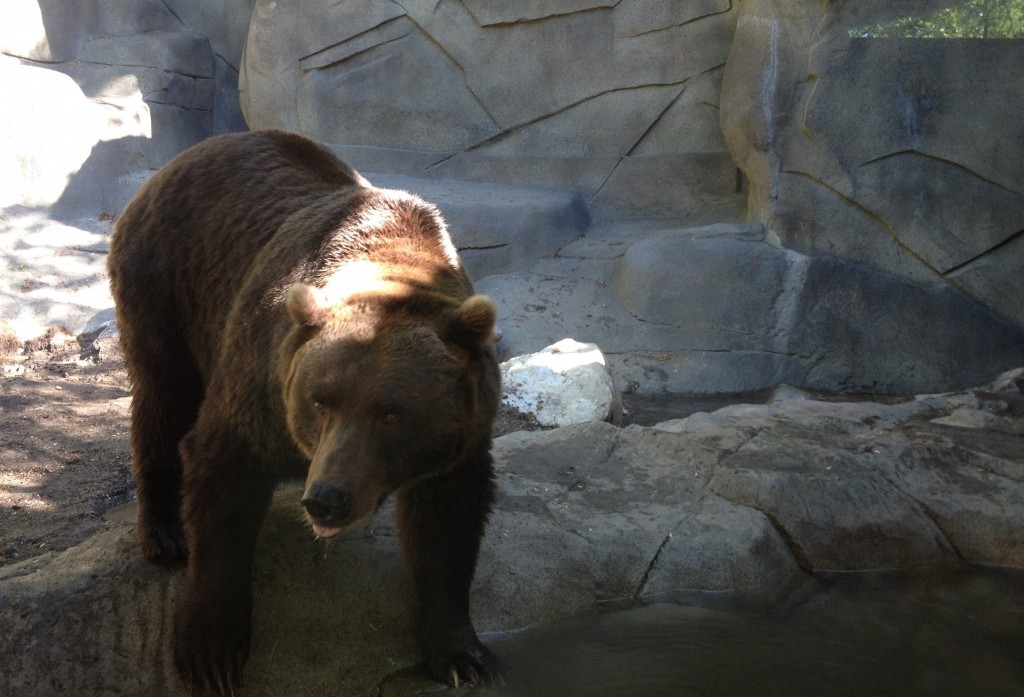 Image result for john ball zoo grizzly bear