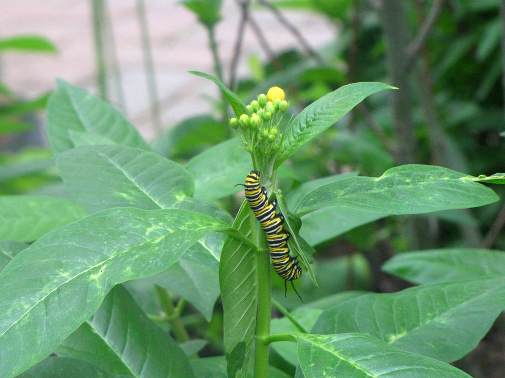 Butterfly Exhibit Frederick Meijer Gardens Grand Rapids Attractions