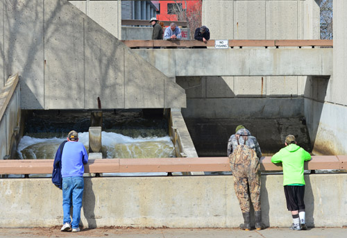 People looking at fish at the Fish Ladder park in Grand Rapids