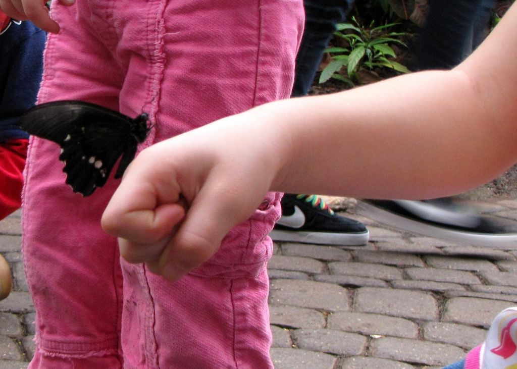 Butterfly Exhibit Frederick Meijer Gardens Grand Rapids Attractions