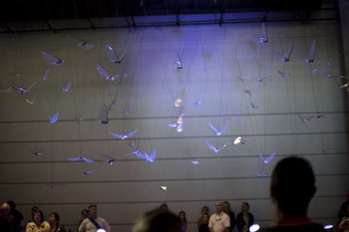 Song of Lift - ArtPrize Birds - Song of Lift by Martijn van Wagtendonk at ArtPrize