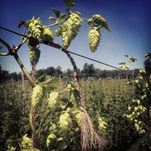 Hops in the vine in Michigan Photo Courtesy of Michigan Hop Alliance