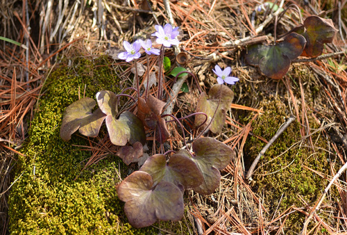 Hepaticas at Aman Park in Grand Rapids, Michigan