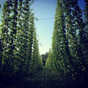 Locally Grown Hops Photo Courtesy of Michigan Hop Alliance