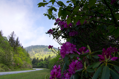 Flowers on the Parkway in Asheville, NC