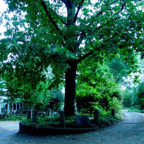 Tree that Owns Itself in Athens, Georgia